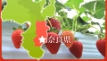 日本奈良古都華草莓(6-15玉)