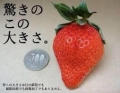 日本德島櫻桃草莓16-24玉