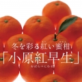 日本香川縣小原紅蜜柑18入禮盒(二盒)