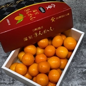 日本宮崎金桔1KG禮盒